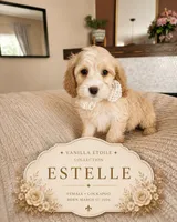 Estelle - F1 Cockapoo, a female Cockapoo for sale in Madison, WI – 1 of 1