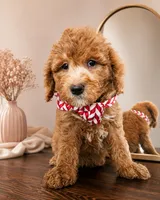 Rusty F1B Mini Goldendoodle - MALE Trained REDUCED, a male Miniature Goldendoodle for sale in Madison, WI – 4 of 8