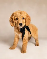 Taffy - Med Mini Goldendoodle Flat Coat, a female Miniature Goldendoodle for sale in Madison, WI – 2 of 6