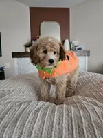 Pumpkin F2B Mini Goldendoodle, a female Miniature Goldendoodle for sale in Madison, WI – 5 of 8