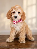 Birch - F1BB Mini Goldendoodle, a female Miniature Goldendoodle for sale in Madison, WI – 2 of 3