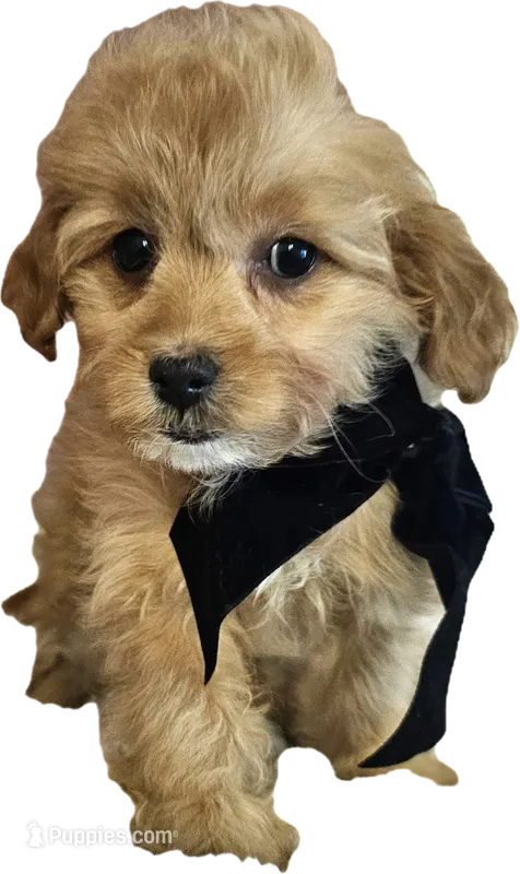 Blossom - Toy Shihpoo