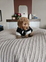 Jack F2B Mini Goldendoodle, a male Miniature Goldendoodle for sale in Madison, WI – 8 of 10