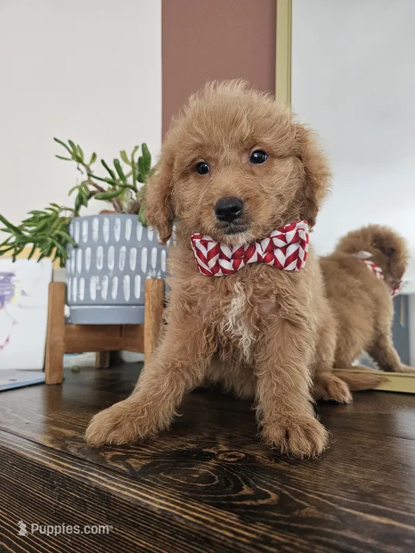 F1B Mini Goldendoodle - MALE Trained – Miniature Goldendoodle puppy for sale in Madison, WI