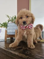 F1B Mini Goldendoodle - MALE Trained, a male Miniature Goldendoodle for sale in Madison, WI – 1 of 2