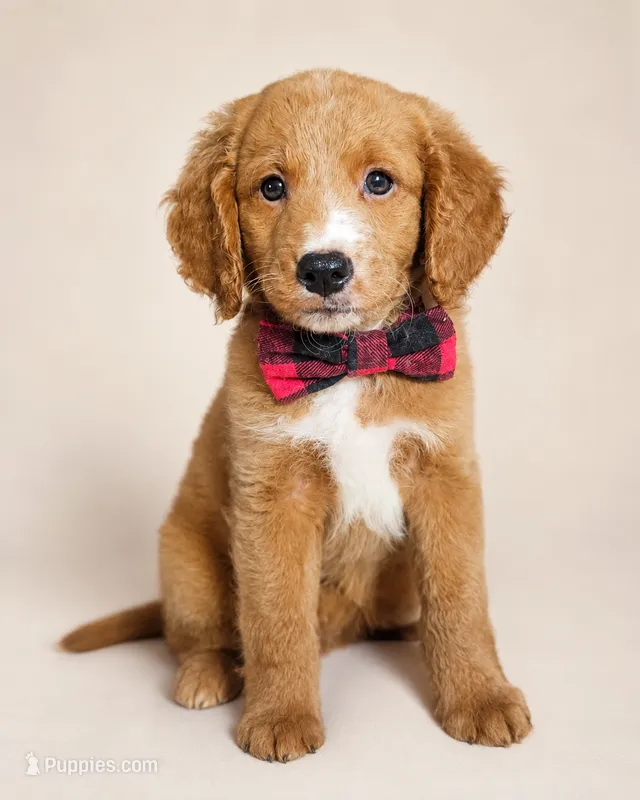Rodeo - Med Mini Goldendoodle Flat Coat – Miniature Goldendoodle puppy for sale in Madison, WI