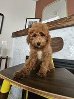 Harvest - F2BB FEMALE Mini Goldendoodle, a female Miniature Goldendoodle for sale in Madison, WI – 4 of 8