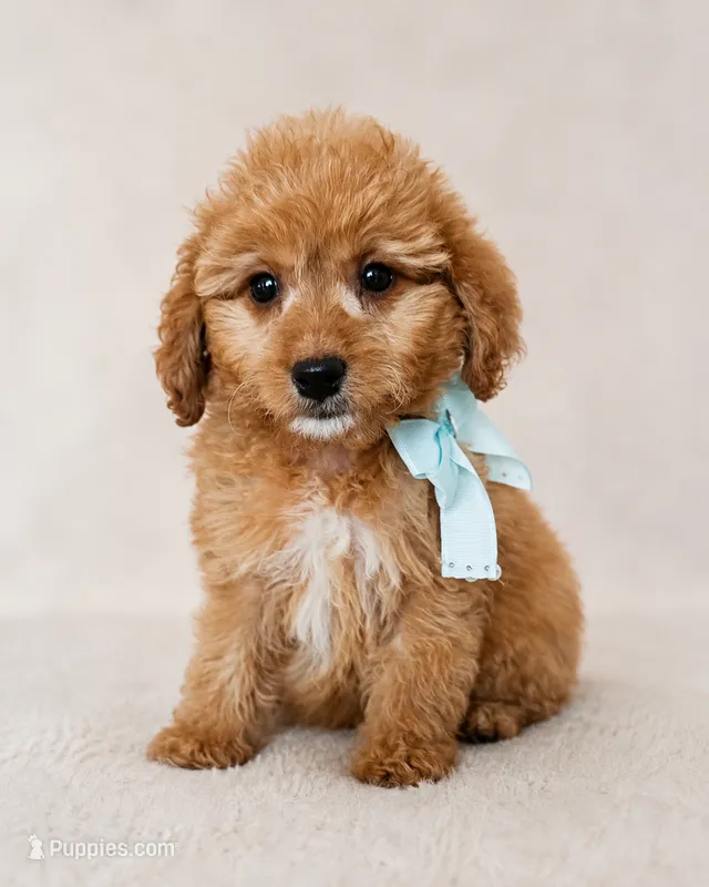 F1B Mini Goldendoodle Female Trained REDUCED – Miniature Goldendoodle puppy for sale in Madison, WI