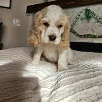 Murphy, a male Cocker Spaniel for sale in Madison, WI – Photo 1 of 2