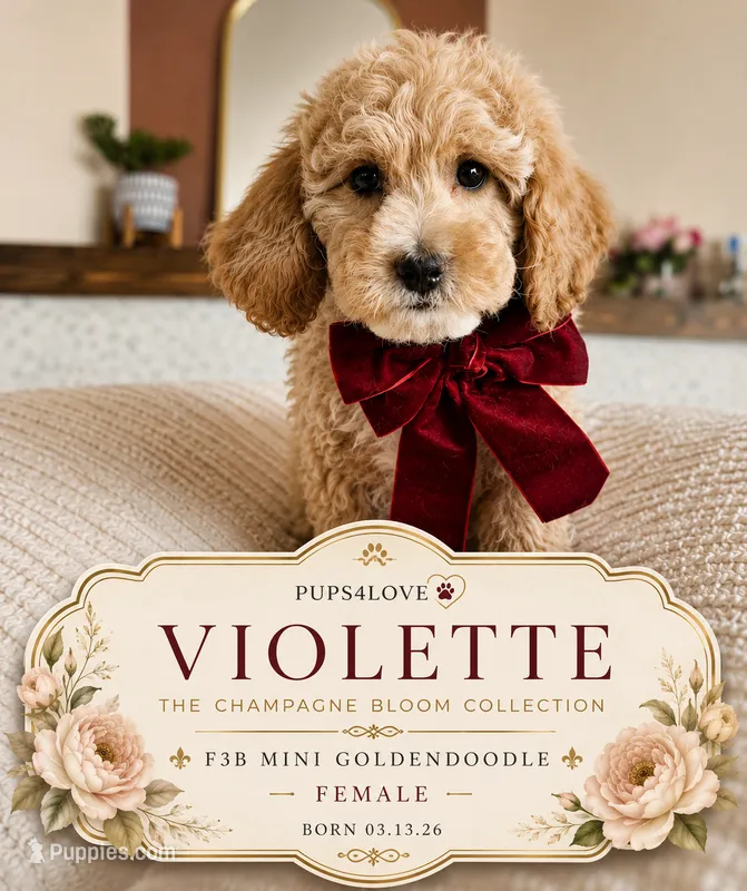 Violette - F3B Mini Goldendoodle – Miniature Goldendoodle puppy for sale in Madison, WI