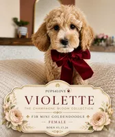 Violette - F3B Mini Goldendoodle, a female Miniature Goldendoodle for sale in Madison, WI – 1 of 1