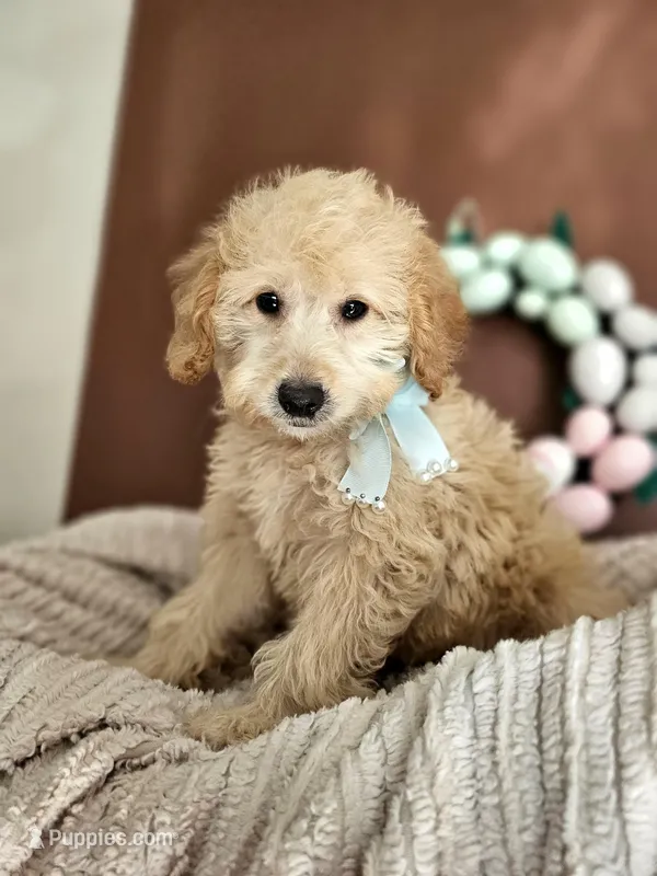 Floppy - F1B Mini Goldendoodle – Miniature Goldendoodle puppy for sale in Madison, WI