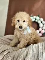Floppy - F1B Med Mini Goldendoodle, a female Goldendoodle and Miniature Goldendoodle for sale in Madison, WI – Photo 1 of 2