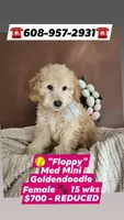 Floppy - F1B Med Mini Goldendoodle, a female Goldendoodle and Miniature Goldendoodle for sale in Madison, WI – Photo 2 of 2