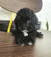 Winston - Male Toy Poodle, a male Poodle - Toy  for sale in Madison, WI – 4 of 5