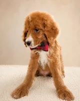 Scout • Micro Petite Mini Goldendoodle , a male Miniature Goldendoodle for sale in Madison, WI – 5 of 5