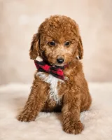 Graham • Micro Mini Goldendoodle TRAINED, a male Miniature Goldendoodle for sale in Madison, WI – 4 of 6