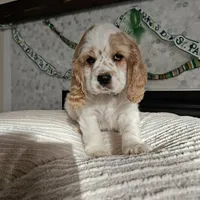 Finnegan, a male Cocker Spaniel for sale in Madison, WI – Photo 1 of 4