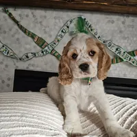 Finnegan, a male Cocker Spaniel for sale in Madison, WI – Photo 3 of 4
