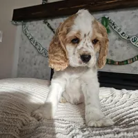 Finnegan, a male Cocker Spaniel for sale in Madison, WI – Photo 4 of 4