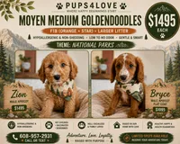 Bryce - Medium Moyen Goldendoodle, a male Goldendoodle for sale in Madison, WI – 2 of 2