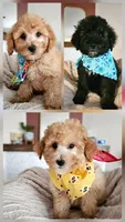 Leo - F1BB Mini Goldendoodle, a male Poodle - Miniature  and Miniature Goldendoodle for sale in Madison, WI – 3 of 3