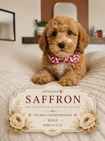 Saffron - F3B Mini Goldendoodle, a male Miniature Goldendoodle for sale in Madison, WI – 1 of 1