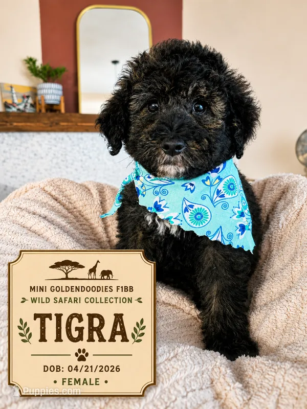 Tigra - F1BB Mini Goldendoodle – Poodle - Miniature , Miniature Goldendoodle puppy for sale in Madison, WI