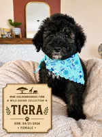 Tigra - F1BB Mini Goldendoodle, a female Poodle - Miniature  and Miniature Goldendoodle for sale in Madison, WI – 1 of 2