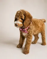 Ferris - Med Mini Goldendoodle, a male Miniature Goldendoodle for sale in Madison, WI – 3 of 4