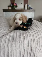 Luna F2B Mini Goldendoodle, a male Miniature Goldendoodle for sale in Madison, WI – 3 of 6