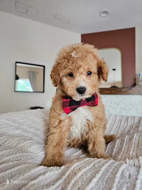 Windsor - Petite Mini Goldendoodle - Non-Shedding – Miniature Goldendoodle puppy for sale in Madison, WI