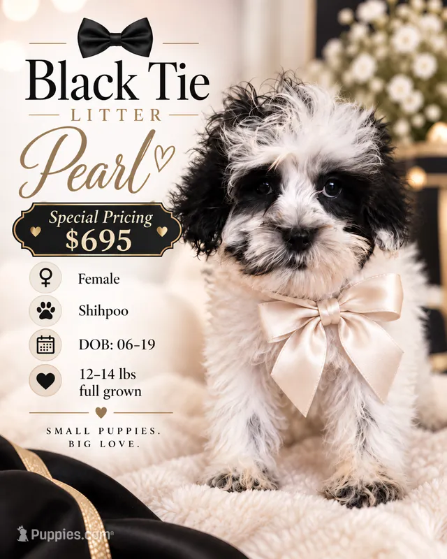 Pearl - Teddy Bear $695 – Shih Tzu, Poodle - Toy  puppy for sale in Madison, WI