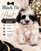 Pearl - Teddy Bear $695, a male Shih Tzu and Poodle - Toy  for sale in Madison, WI – 1 of 1