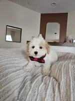 Bennett - Registered ICA Toy Poodle, a male Poodle - Toy  for sale in Madison, WI – 2 of 5