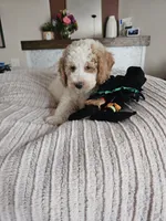 Luna F2B Mini Goldendoodle, a male Miniature Goldendoodle for sale in Madison, WI – 6 of 6