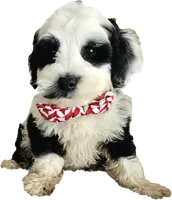 Chip - F1B Cavapoo, a male Cavapoo for sale in Madison, WI – 2 of 3