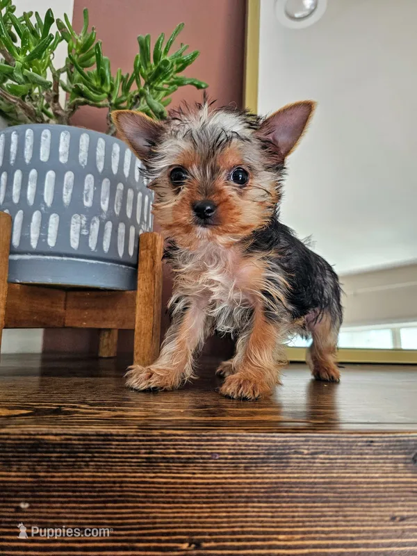Bently - Toy Teacup Yorkie – Yorkshire Terrier puppy for sale in Madison, WI