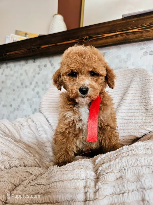 Pippa - F1BB Petite Mini Goldendoodle – Miniature Goldendoodle puppy for sale in Madison, WI