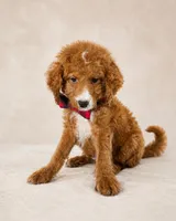 Scout • Micro Petite Mini Goldendoodle , a male Miniature Goldendoodle for sale in Madison, WI – 3 of 5