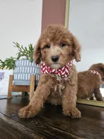 F1B Mini Goldendoodle - MALE Trained, a male Miniature Goldendoodle for sale in Madison, WI – 4 of 4