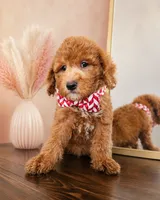 Rusty F1B Mini Goldendoodle - MALE Trained REDUCED, a male Miniature Goldendoodle for sale in Madison, WI – 3 of 8