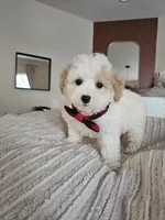Bennett - Registered ICA Toy Poodle, a male Poodle - Toy  for sale in Madison, WI – 3 of 5