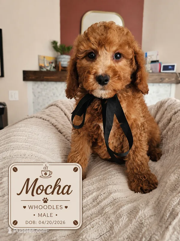 Mocha - F1B Whoodle Doodle – Poodle - Miniature , Whoodle puppy for sale in Madison, WI
