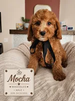 Mocha - F1B Whoodle Doodle, a male Poodle - Miniature  and Whoodle for sale in Madison, WI – 1 of 2