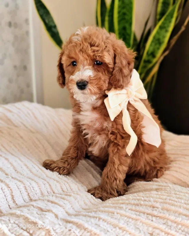 Pearl - Petite Mini Goldendoodle, a female Miniature Goldendoodle for sale in Madison, WI – Photo 1 of 2