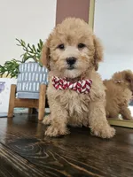 F1B Mini Goldendoodle - MALE Trained, a male Miniature Goldendoodle for sale in Madison, WI – 3 of 3