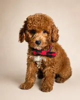 S’more • Micro Petite Mini Goldendoodle CALM & TRAINED, a male Miniature Goldendoodle for sale in Madison, WI – 3 of 7