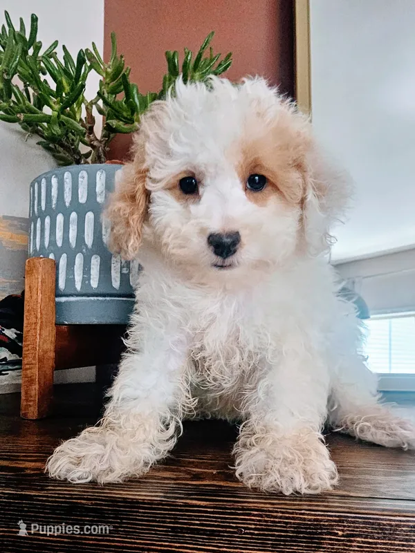 Key Lime - Toy Poodle – Poodle - Toy  puppy for sale in Madison, WI