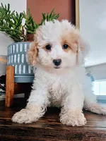 Key Lime - Toy Poodle, a male Poodle - Toy  for sale in Madison, WI – 1 of 2